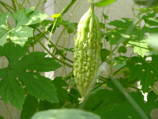 dsc00520.jpg
