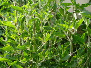 dsc00528.jpg