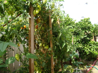 dsc00531.jpg