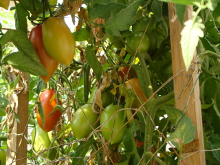 dsc00532.jpg