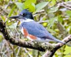 kingfisher.jpg