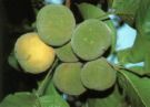 santol.jpg